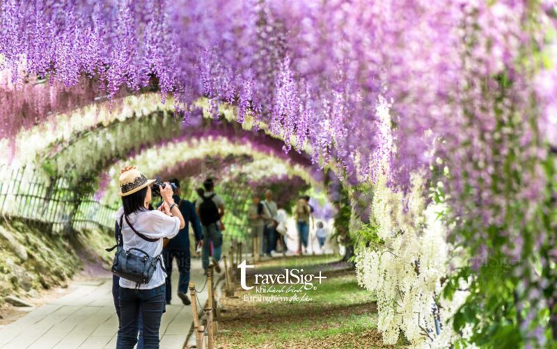 Chùm hoa Tử Đinh Hương màu tím dịu dàng, thể hiện sự hài hòa, lãng mạn và vẻ đẹp tinh tế của cung Thiên Bình